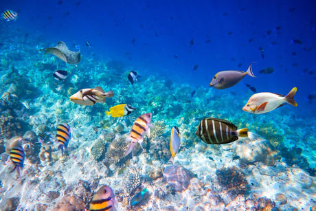 Tropical fish and coral reef design file showing vibrant colors and detailed underwater scene