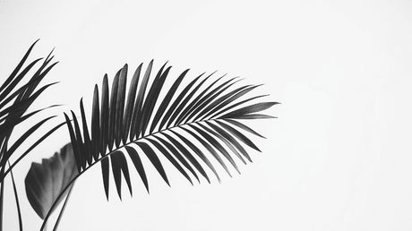 Black and white palm leaf wallpaper design file showing detailed botanical pattern and crisp contrast