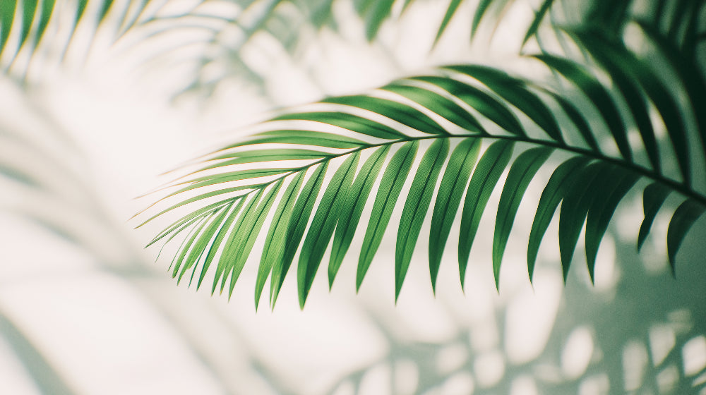 Large green palm leaf design file showing detailed botanical pattern on white background