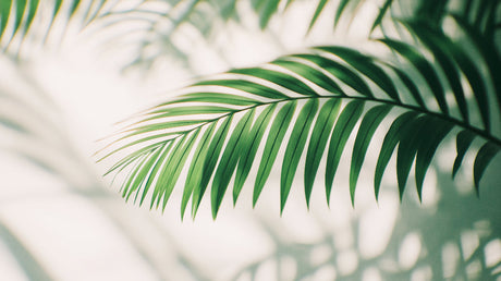 Large green palm leaf design file showing detailed botanical pattern on white background