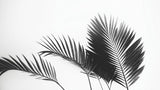 Black and white tropical palm leaves design file showing detailed botanical pattern