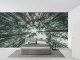 Forest Mural Wallpaper | Upward View of Pine Trees