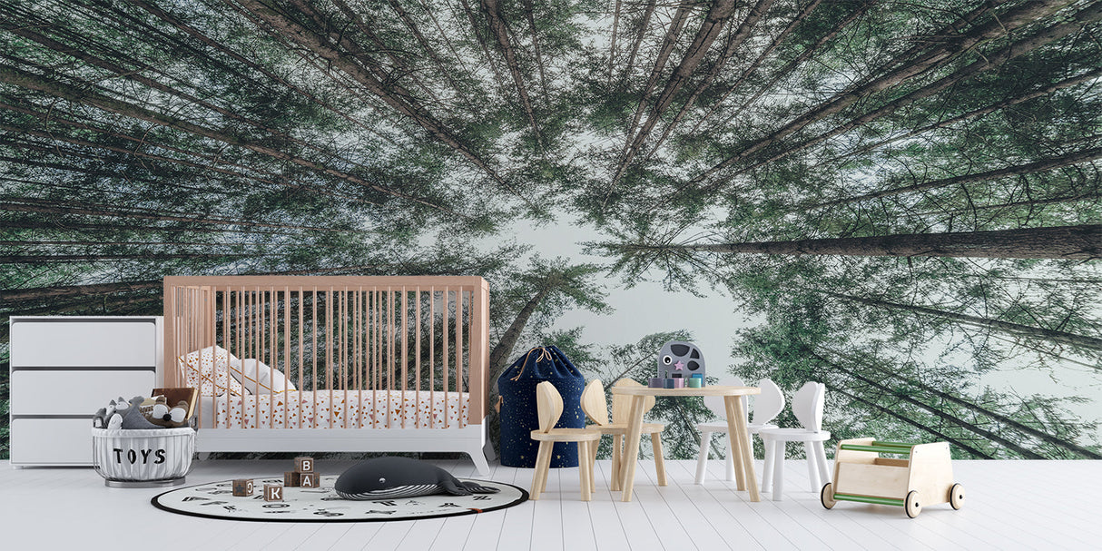 Forest Mural Wallpaper | Upward View of Pine Trees