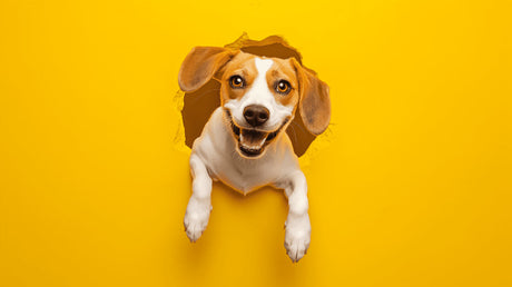 3D Beagle breaking through yellow wall design file, high-resolution pet wallpaper pattern