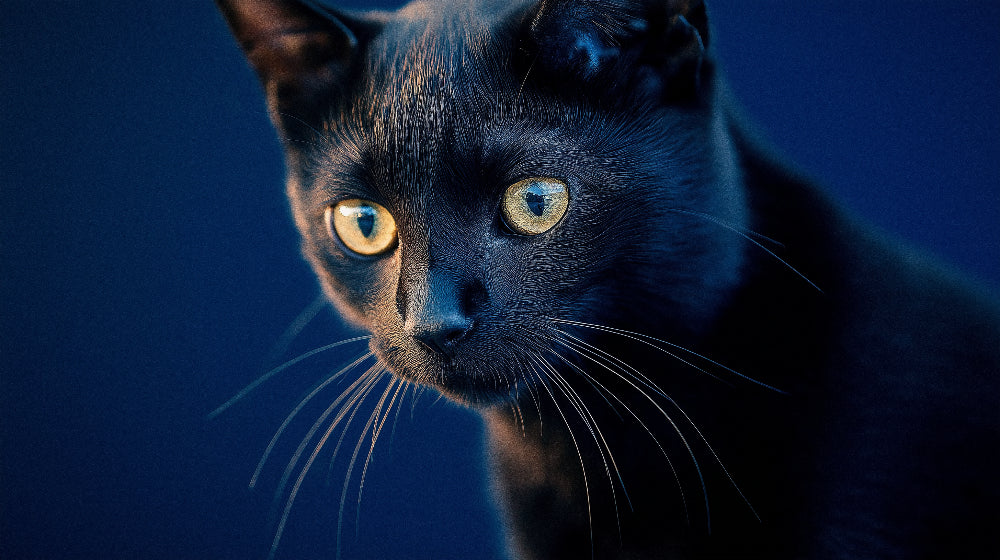 Black cat with golden eyes design file showing detailed fur texture and mesmerizing gaze