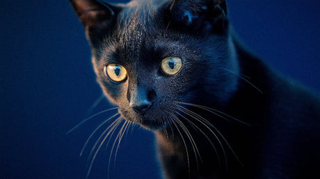 Black cat with golden eyes design file showing detailed fur texture and mesmerizing gaze