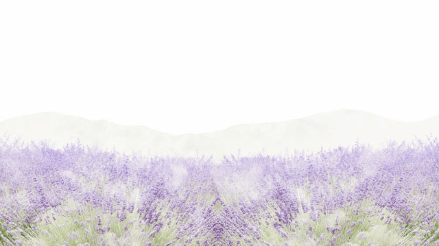Lavender field wallpaper mural creating a peaceful atmosphere in a modern living room with natural light