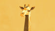 Modern Giraffe Wall Mural creating a focal point in a bright, minimalist nursery with natural wood furniture