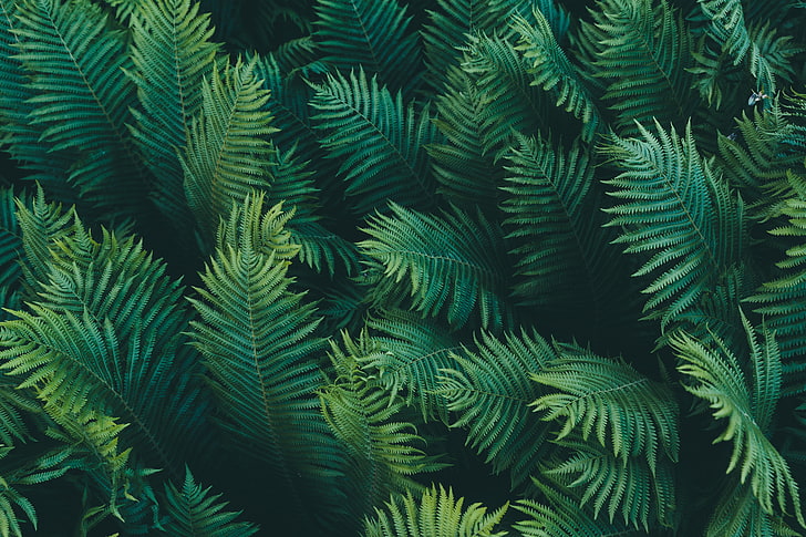 Detailed design file showing intricate fern pattern and rich green tones