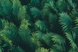 Detailed design file showing intricate fern pattern and rich green tones