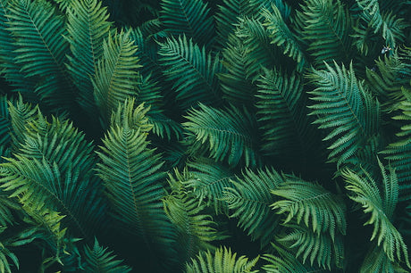 Detailed design file showing intricate fern pattern and rich green tones
