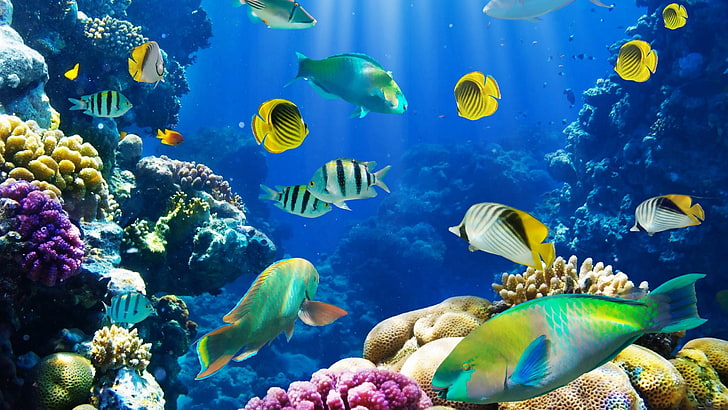 Vibrant coral reef and tropical fish design file showing intricate pattern details