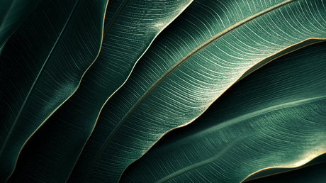 Banana leaf wallpaper design file showing detailed tropical pattern and textures