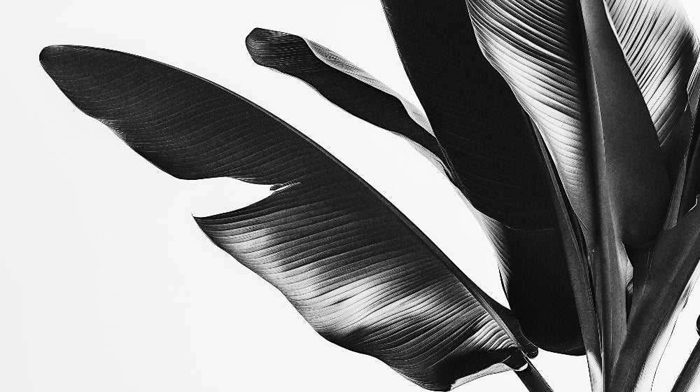 Black and white palm leaf wallpaper design file showing detailed pattern and high contrast botanical elements