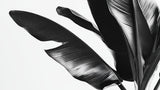 Black and white palm leaf wallpaper design file showing detailed pattern and high contrast botanical elements