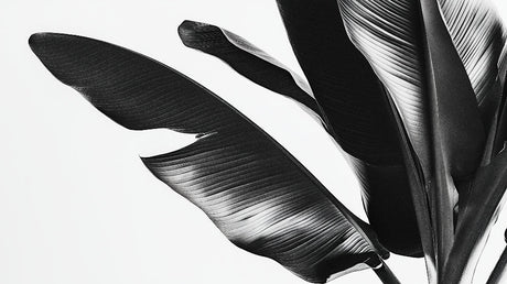 Black and white palm leaf wallpaper design file showing detailed pattern and high contrast botanical elements