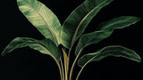 Dark botanical banana leaf design file showing detailed leaf pattern and rich texture