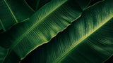 Banana leaf wallpaper design file showing intricate tropical pattern and rich green tones