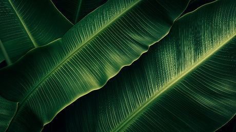 Banana leaf wallpaper design file showing intricate tropical pattern and rich green tones