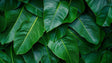 Tropical banana leaf wallpaper creating a bold statement wall in a modern living room with natural light