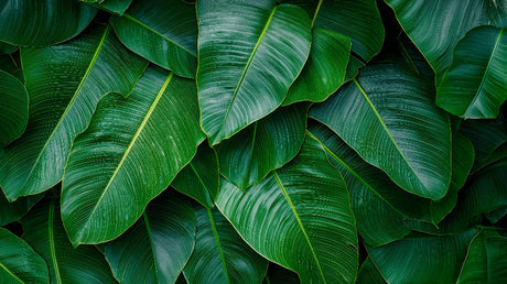 Tropical banana leaf wallpaper creating a bold statement wall in a modern living room with natural light