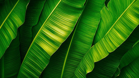 Banana leaf wallpaper design file showing detailed tropical pattern with vibrant green shades