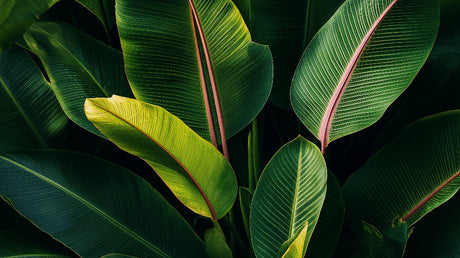 Giant banana leaf wallpaper design file showing detailed tropical pattern and rich emerald tones