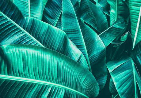Giant banana leaf design file showing intricate leaf patterns and rich emerald tones