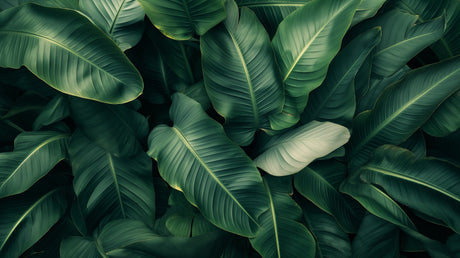 Large banana leaf pattern design file showing detailed tropical foliage texture and rich green tones