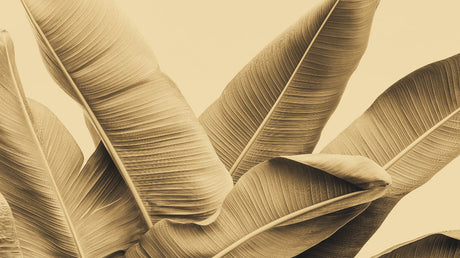 Tropical leaf wallpaper in modern living room showing large-scale banana leaves pattern creating depth and warmth