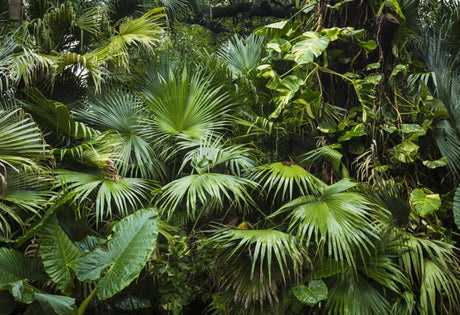 Tropical palm and monstera leaves design file showing detailed leaf pattern