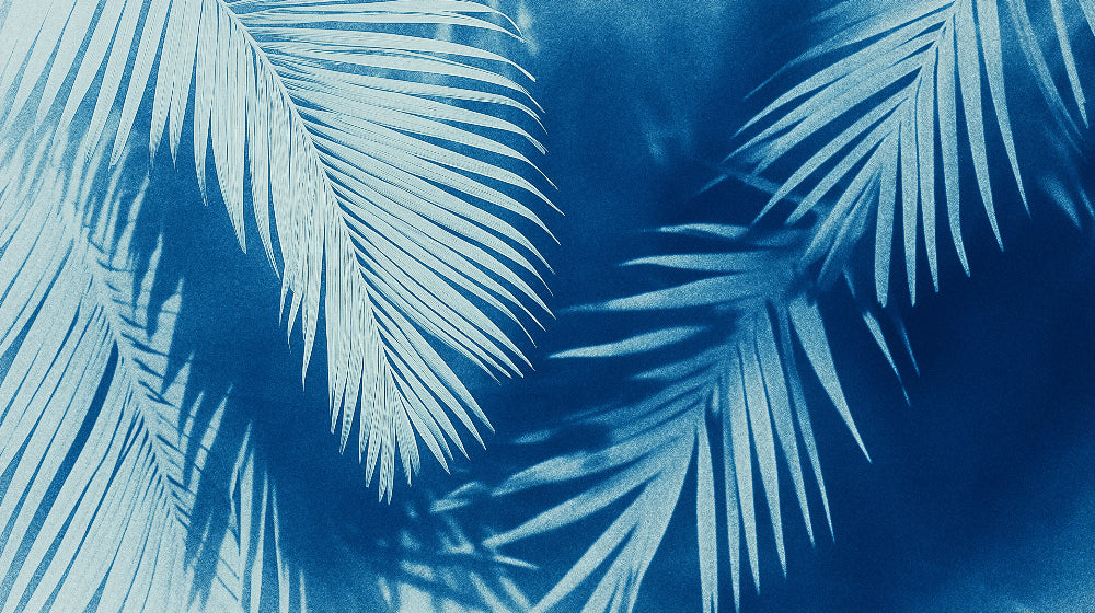 Tropical palm leaf wallpaper with azure background creating a striking statement wall in a modern living room setting
