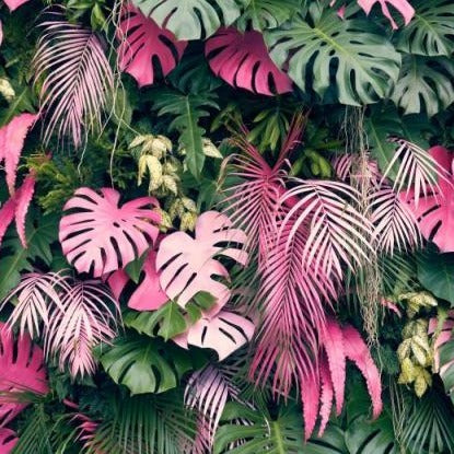 Pink Monstera wallpaper creating a tropical paradise in a bright modern living room with natural light streaming through windows