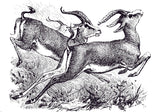 Design file showing detailed black and white gazelle sketch pattern with artistic line work