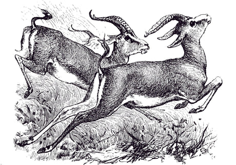 Design file showing detailed black and white gazelle sketch pattern with artistic line work